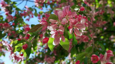 粉红色的樱桃开花蓝色的万里无云的天空生动的绿色树叶